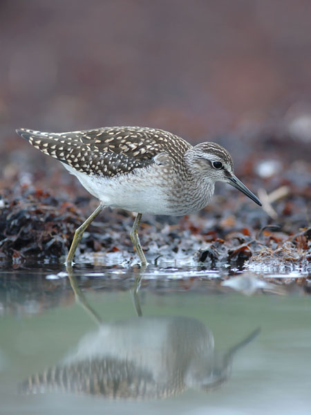 Liro, Wood Sandpiper, Tringa glareola